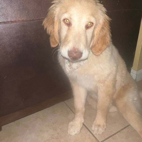 Meet your Posher, Zaray - Picture 3 of 8